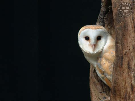 We observe them roosted in a spare room window, which was. World Animal Beauti And Funny: Barn Owl