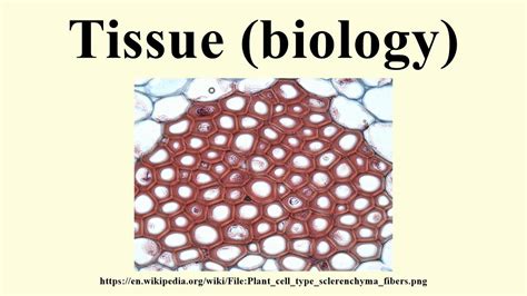 Tissue Biology Youtube