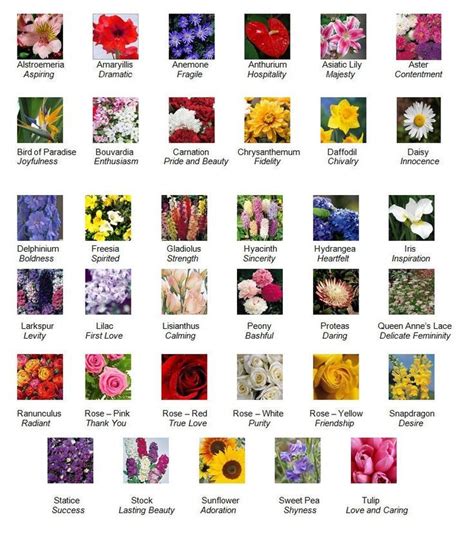 Flower Meanings Image By Ashley Her On Florist Shop Language Of Flowers Rare Flowers