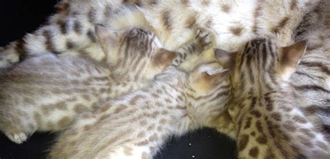 bengal kittens for sale auckland wild mariner bengals