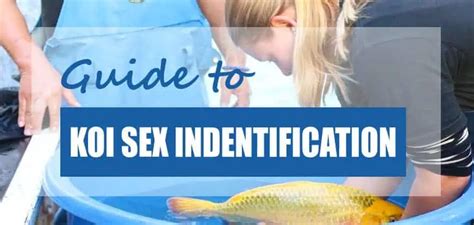 koi gender identification ways to tell koi sex pond informer