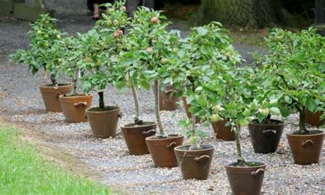 Dwarf Fruit Trees Grow Patio Trees In Your Own Garden