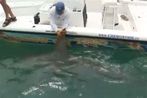 World Sharks News Florida Huge 1000 Lb Hammerhead