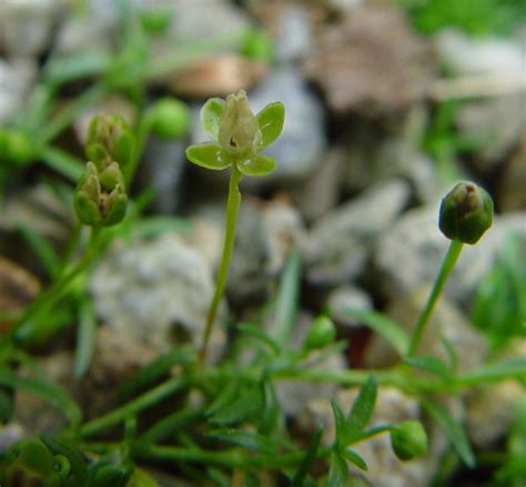 Sagina Procumbens Birds Eye Pearlwort Go Botany