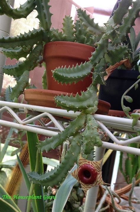 Cactus Or Succulent The Houseplant Guru