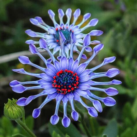 50pcs Rare Blue Daisy Plants Flower Seeds Exotic Ornamental Flowers Garden Plant For Sale Online