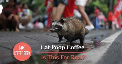 Cat Poop Coffee Is This For Real Or Is It Full Of Crap