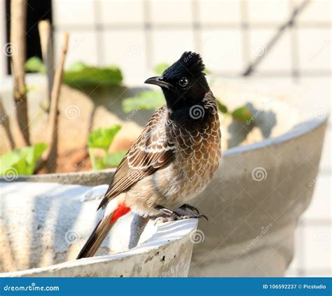 Indian Bulbul Bird Stock Image Image Of Feathers Sunny 106592237