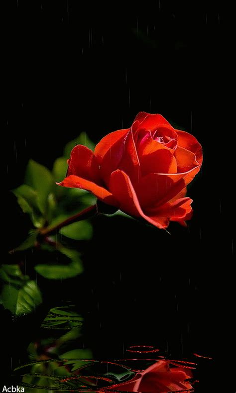 Red Rose S Red Rose I Love You Water Reflection  S