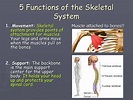 PPT - Skeletal System PowerPoint Presentation, free download - ID:597183