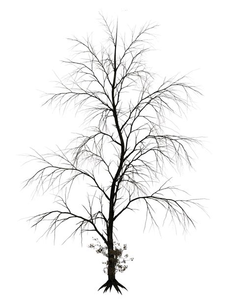 Pin by Светлана on Эффекты на прозрачном фоне | Dark tree, Tree drawing ...