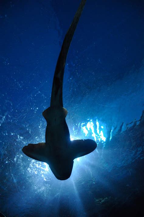 Looking At A Shark From Underneath Image Free Stock Photo Public