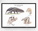 Anteater Species Poster Chart A4 / A3 Giclée Art Print Watercolour ...
