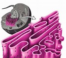 Estructura y organelos de las células: Reticulo endoplasmático liso