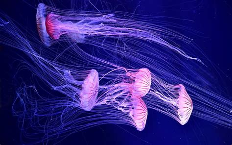 Blue Jellyfish Deep Sea