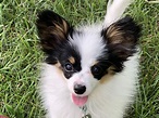 A Breed Apart Papillons in New Hampshire | Find your Papillon Puppy ...