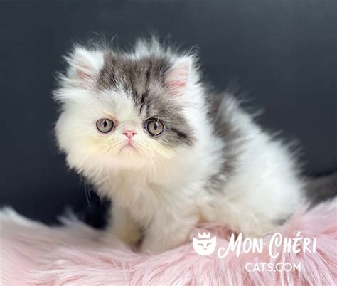 Exotic Longhair And Persian Kittens Mon Chéri Cattery