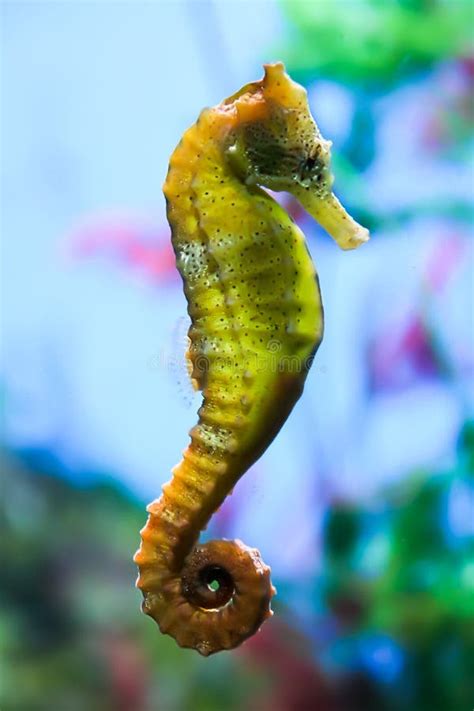 Seahorse Stock Photo Image Of Blue Great Colorful 54988490