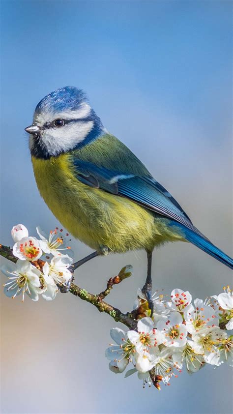 Blue Yellow Titmouse Bird Is Standing On White Blossom Flowers Tree
