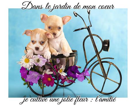 Carte Amitié Gratuite Cartes Virtuelles Rose Amitie Joliecarte