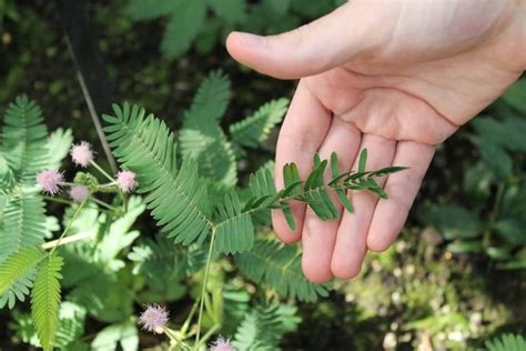 One Of The Sensitive And Shy Plant Mimosa Pudica Allrefer