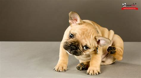 10 Razones Para No Adoptar O Comprar Un Bulldog Francés