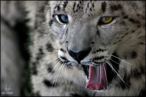Snow Leopard Coloured Eyes By Robgbsn On Deviantart