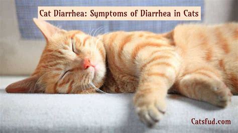 All cats have digestive troubles from time to time, and diarrhea is not uncommon. Cat Diarrhea: Symptoms of Diarrhea in Cats, types & Causes ...