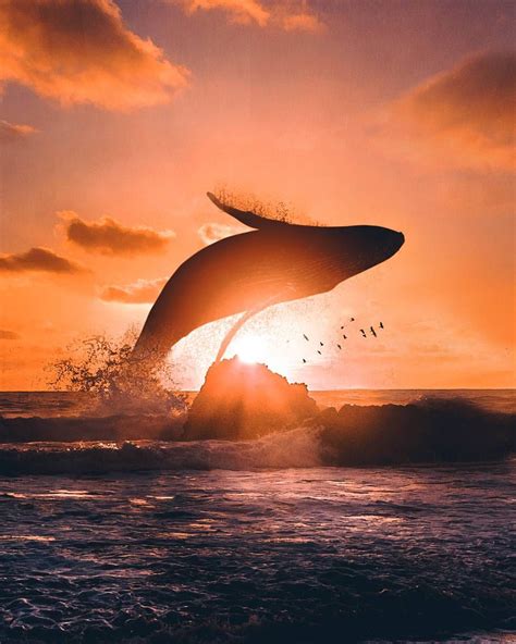 Whale Breach At Sunset Ocean Creatures Whale Ocean Life