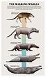 Cetáceos | Prehistoric animals dinosaurs, Prehistoric animals ...