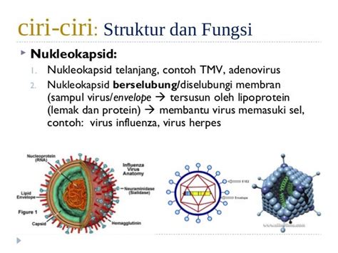 Gambar Virus T Dan Bagian Bagiannya Besar