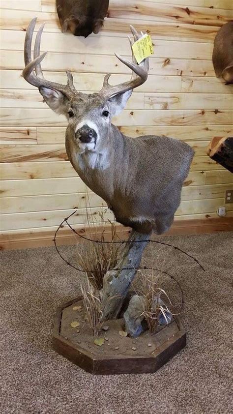 Nice Pedestal Mount Deer Hunting Decor Taxidermy Decor Deer Decor