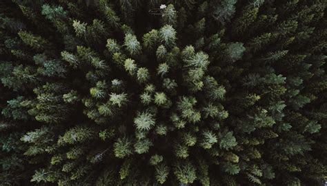 Wallpaper Landscape Branch Green Spruce Aerial View Drone Fir