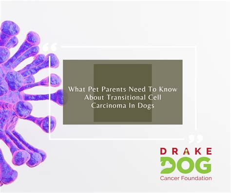 What Pet Parents Need To Know About Transitional Cell Carcinoma In Dogs