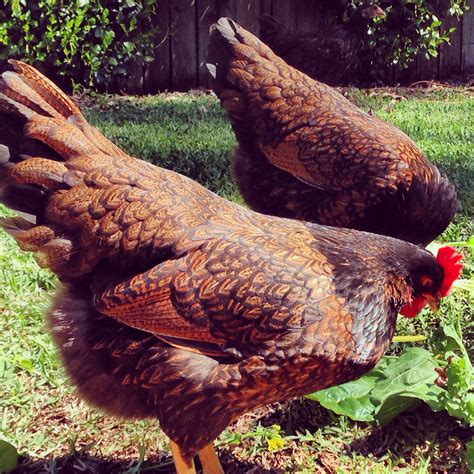 Pin On Brown Egg Laying Chicken Breeds