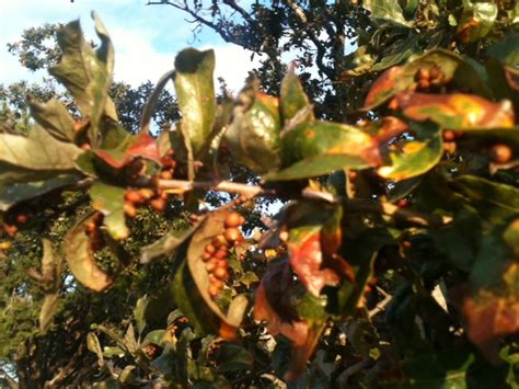 Can You Diagnose This Live Oak Disease Growing Trees Insects