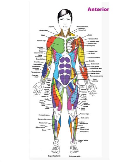 Anterior Muscle Chart