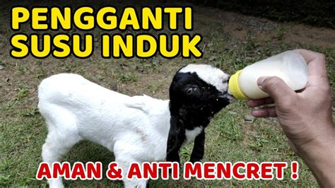 Susu Cempe Anti Mencret Begini Tutorial Memberi Susu Untuk Anak