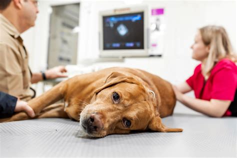 Diagnostic Imaging For Your Dog Or Cat Fairfield County Vets