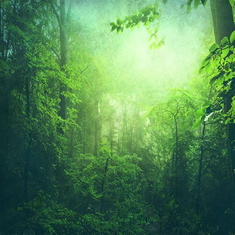 Lush Green Forest Photograph By Dirk Wuestenhagen