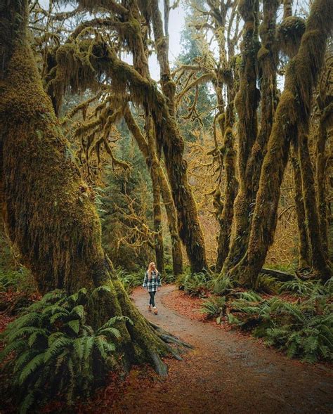 Pacific Northwest Escapes On Instagram Legendary Landscape Of The Hoh