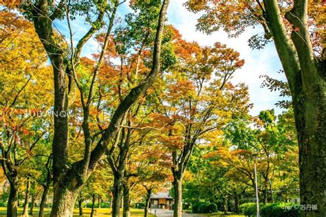 Bay area all tourist places. Osaka Castle Nishinomaru Garden travel guidebook -must ...