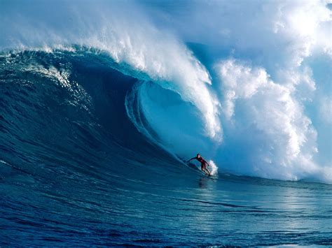 Hawaii Surfing Dangerous Waves Animal Photo