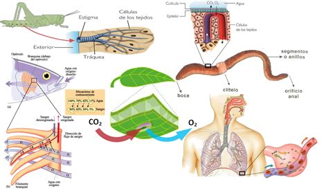 Estructura Y Funcion Del Sistema Respiratorio Humano