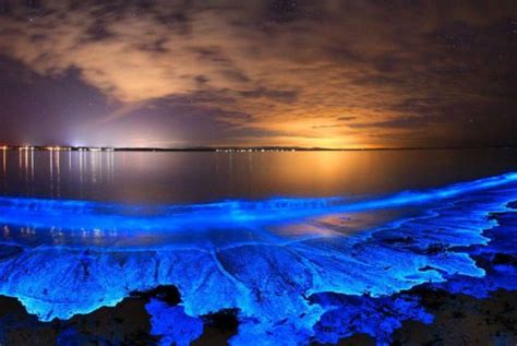 Bioluminescent plankton | Bioluminescent algae, Bioluminescent plankton