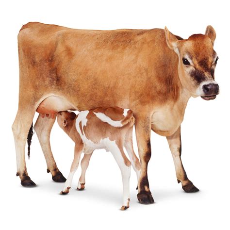Cow Facts For Kids Types Of Cow Dk Find Out