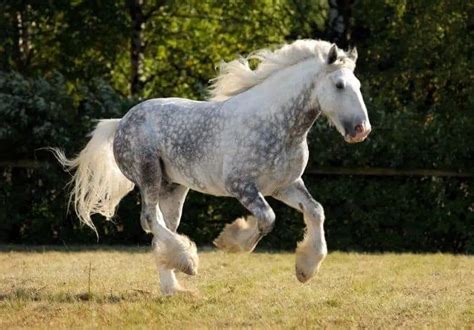 Dapple Grey Horses Facts Breeds Origins And Colors