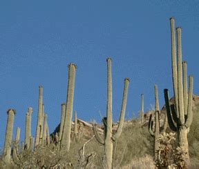 It has an educational text and the illustrations are excellent as well. Sabino Canyon: Saguaro