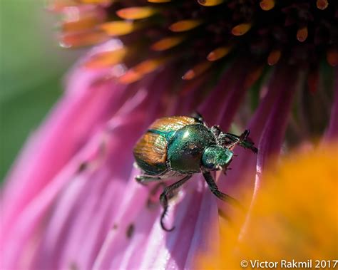 japanese beetles three photographs victor rakmil photography