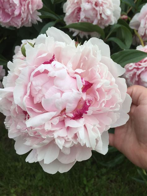 Peony produce gigantic fragrant flowers in increasing numbers year after year. Peonies | Peonies, Flowers, Plants